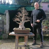 Bonsai di acero burgeriano