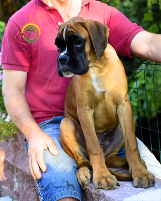 Boxer Cucciolo