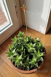 Aloe Juvenna