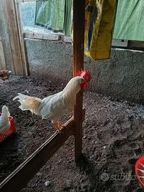 gallo livornese 
