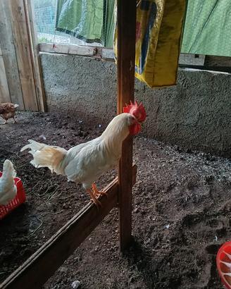 gallo livornese 