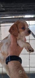 Epagneul Breton 2 maschietti