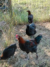 galline e galli razza olive egger