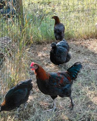 galline e galli razza olive egger