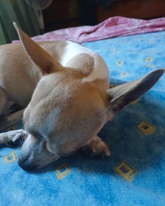 Chihuahua stupendo cucciolo