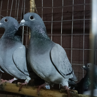 Colombi piccioni