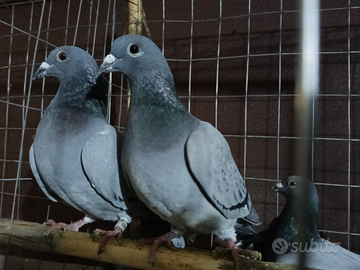 Colombi piccioni