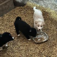 Cuccioli di border collie