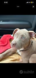 Cucciolo pitbull red nose