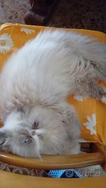 Gatti persiani