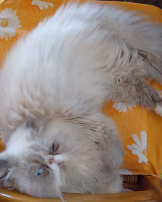 Gatti persiani