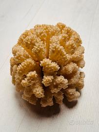 Grande Vero Corallo a Cavolfiore Naturale
