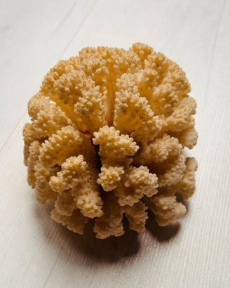 Grande Vero Corallo a Cavolfiore Naturale