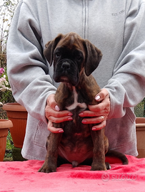 Boxer cuccioli 70 GG