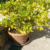 Albero di limoni con vaso un terracotta