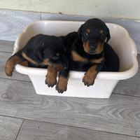Cucciolo di Doberman di 15 giorni
