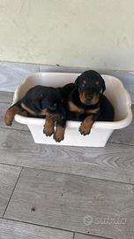 Cucciolo di Doberman di 15 giorni