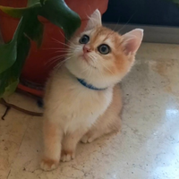 Cucciolo di British golden shorthair con pedgree