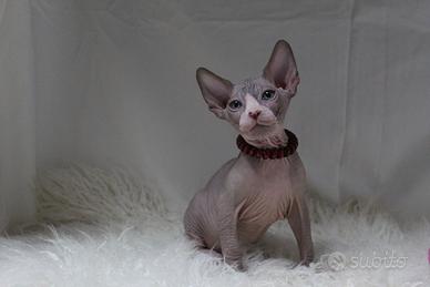 Femmina sphynx