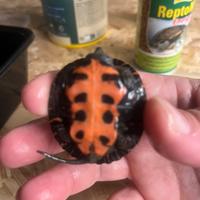 Tartaruga Mauremys nigricans