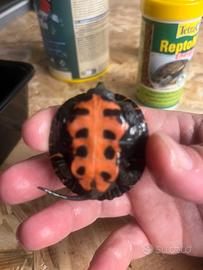 Tartaruga Mauremys nigricans