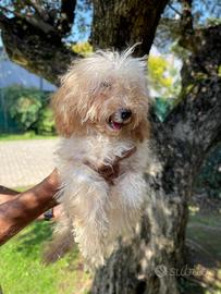 Cucciolo di barboncino