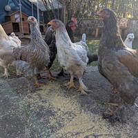 Pollastri/e ornamentali di diverse razze