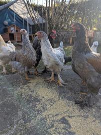 Pollastri/e ornamentali di diverse razze