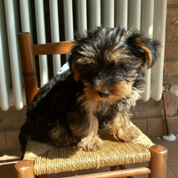 Yorkshire terrier