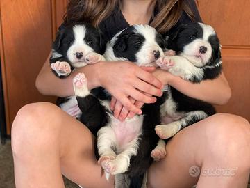 Border collie con pedigree