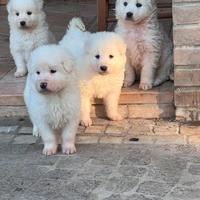 Cuccioli in adozione