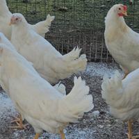 Galline Livornesi giovani