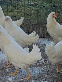 Galline Livornesi giovani