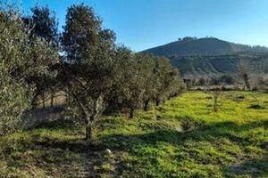 CARAFFA - Terreno agricolo