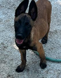 Pastore Belga Malinois Cuccioli carbonati