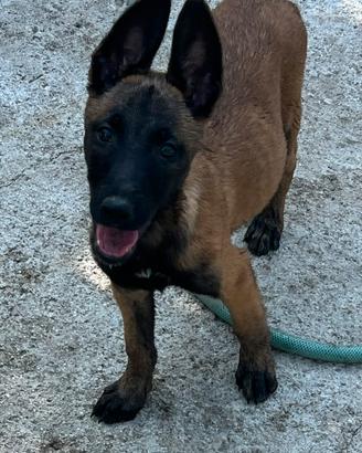 Pastore Belga Malinois Cuccioli carbonati