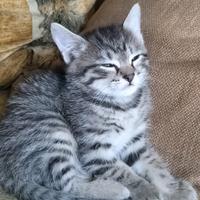 Gattino dí due mesi