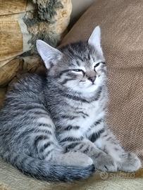 Gattino dí due mesi