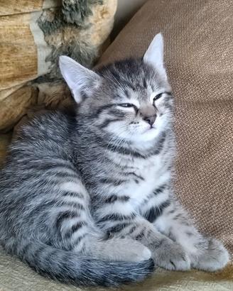 Gattino dí due mesi