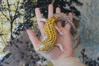 Geco leopardino