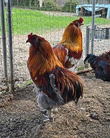 Araucana, Marans, Legbar, Coronata Siciliana