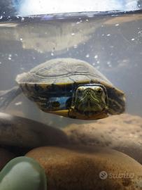 Tartaruga d'acqua dolce