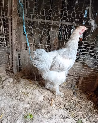 Gallo brahma