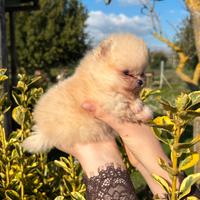 Cuccioli Spitz tedesco nano (Pomerania)