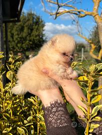 Cuccioli Spitz tedesco nano (Pomerania)