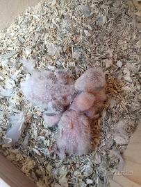 Inseparabili
