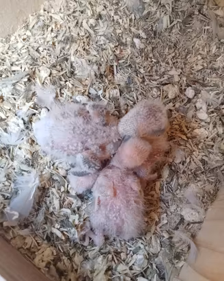 Inseparabili
