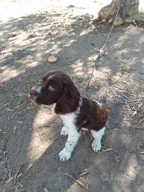 Spinger spaniel inglese