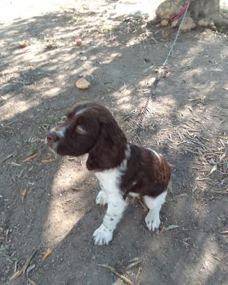 Spinger spaniel inglese