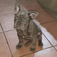 Bulldog francese esotico